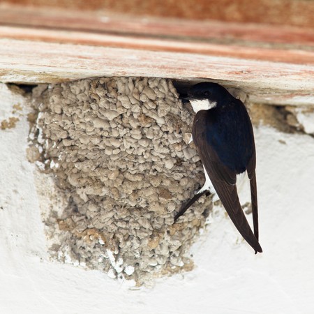 House Martin (Delichon urbica) by nest with chicks.の写真素材