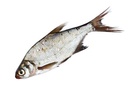Freshwater fish in front of white background.の写真素材
