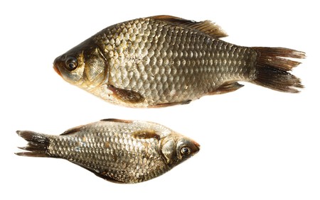 Freshwater fish in front of white background.の写真素材
