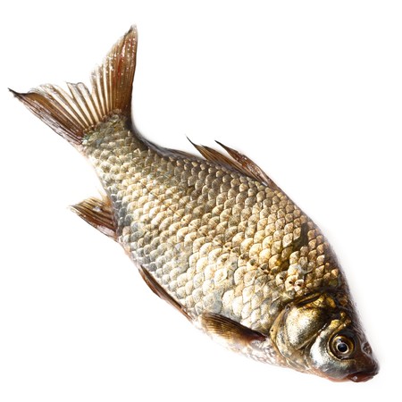 Freshwater fish in front of white background.の写真素材