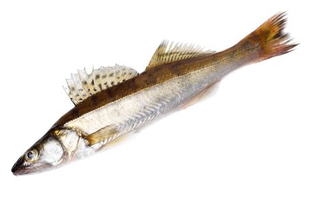 Freshwater fish in front of white background.の写真素材