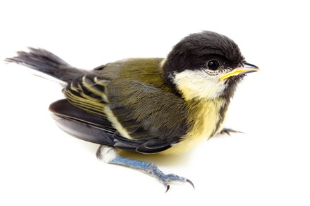 Great Tit, Parus major. Baby bird of a titmouse who soon should take off from a nest.の写真素材