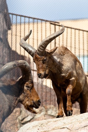 West Caucasian Tur, Capra caucasica. The animal is in a zoo.の写真素材