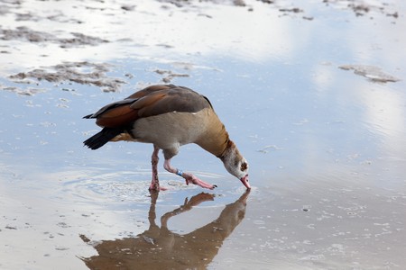 Egyptian Goose, Alopochen aegyptiacus. The animal is in a zoo.の写真素材