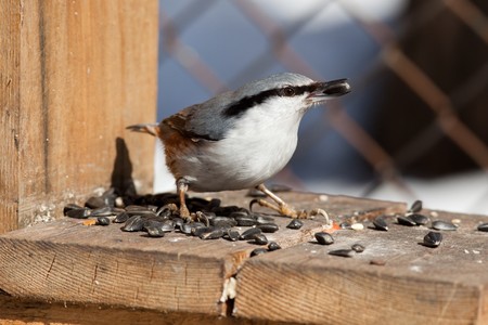 The Nuthatch (Sitta europaea) is in city park. A bird-feeder.の写真素材