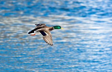 The Mallard (Anas platyrhynchos) is in a city park. Bird in fly.の写真素材