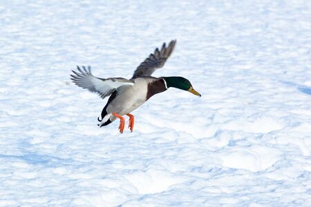 The Mallard (Anas platyrhynchos) is in a city park. Bird in fly.の写真素材