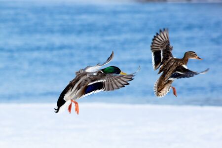 The Mallard (Anas platyrhynchos) is in a city park. Bird in fly.の写真素材