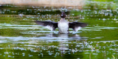 The Goldeneye (Bucephala clangula) is in a city pond.の写真素材