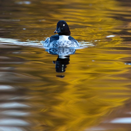 The Goldeneye (Bucephala clangula) is in a city pond.の写真素材