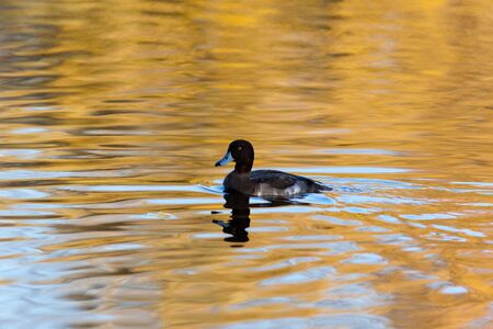 Tufted Duck, Pochard, Aythya fuligula in the pond.の写真素材