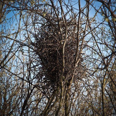 The nest of the Magpie, crow family, Pica pica.の写真素材