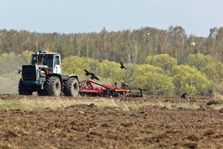 Rook, crow family, Corvus frugilegus on a ploughed field.の写真素材