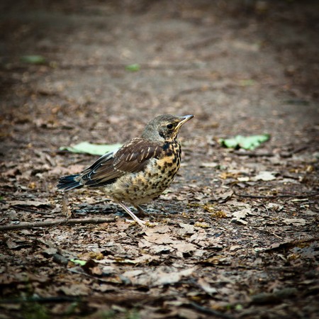 A young fledgeling of a Fieldfare, Turdus pilarisの写真素材