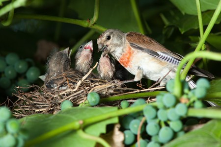 The nest of a Linnet (Acanthis cannabina, Carduelis) with baby birds in the nature.の写真素材