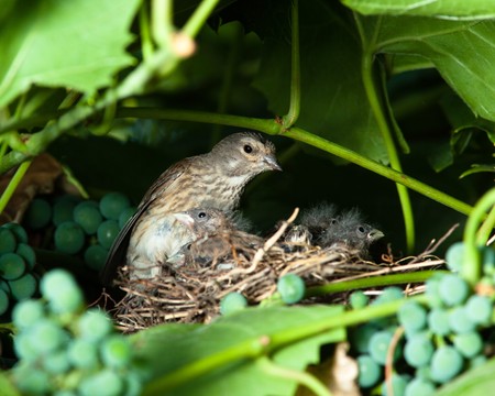 The nest of a Linnet (Acanthis cannabina, Carduelis) with baby birds in the nature.の写真素材