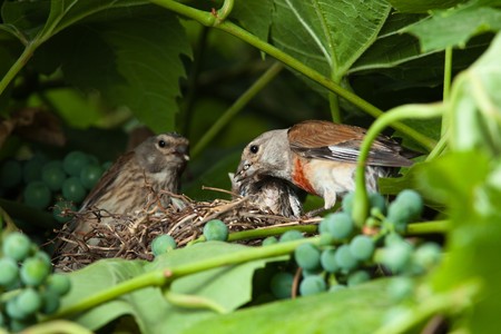 The nest of a Linnet (Acanthis cannabina, Carduelis) with baby birds in the nature.の写真素材