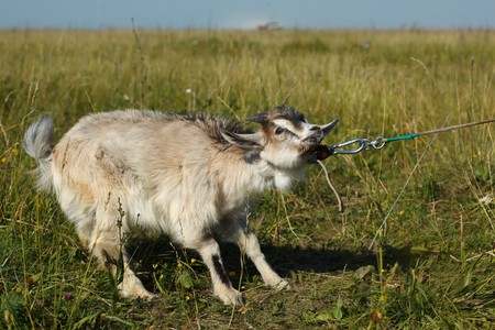 his is as stubborn as a muleの写真素材