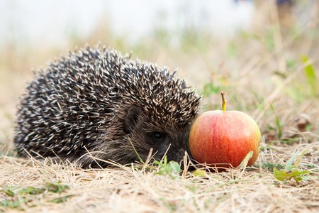The young hedgehog has hidden at red apple.の写真素材