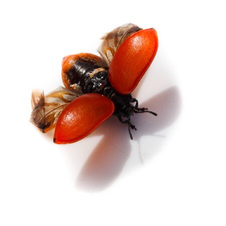 Beetle in front of white background, isolated.の写真素材