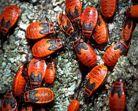The firebug, Pyrrhocoris apterus, is a common insect of the family Pyrrhocoridae.