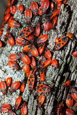 The firebug, Pyrrhocoris apterus, is a common insect of the family Pyrrhocoridae.