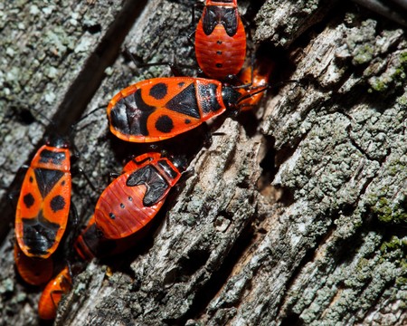 The firebug, Pyrrhocoris apterus, is a common insect of the family Pyrrhocoridae.
