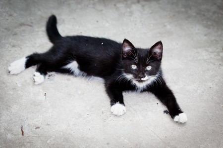 The black nice kitten lies and has a rest.の写真素材