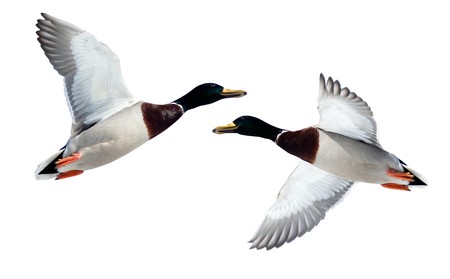 The Mallard (Anas platyrhynchos) in front of white background, isolated. Bird in fly.の写真素材