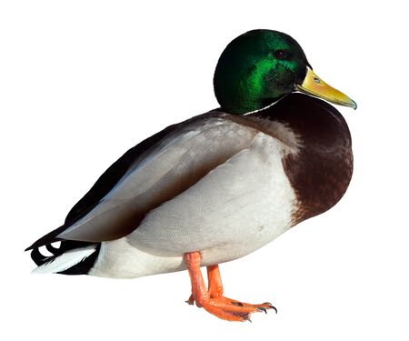 The Mallard (Anas platyrhynchos) in front of white background, isolated.の写真素材