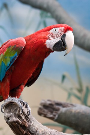 The Scarlet macaw (Ara macao) in the Moscow zoo