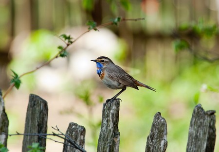 Wild bird in a natural habitat. の写真素材