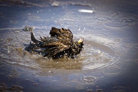 The House Sparrow often bathes in dust, or waterの写真素材