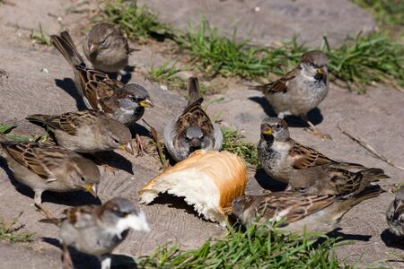 House Sparrows flocking and chirping togetherの写真素材