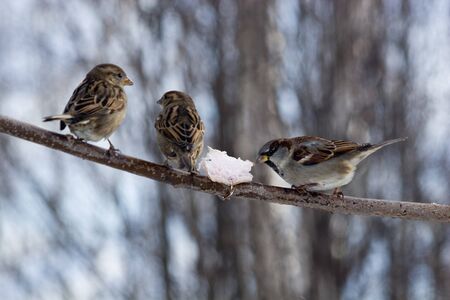 Sparrows willingly accept dieting, and also visit feeding troughs.