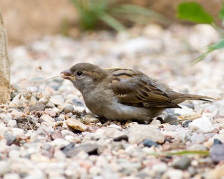 A newly fledged chick in Russia.  Passer domesticus, House Sparrowの写真素材
