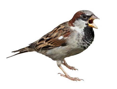 Male in front of white background, isolated. House Sparrow (Passer domesticus)の写真素材