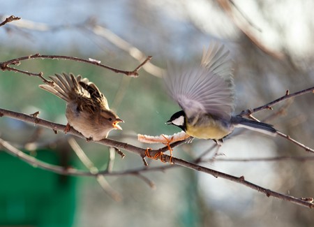 House Sparrow (Passer domesticus) and Great Tit (Parus major).の写真素材
