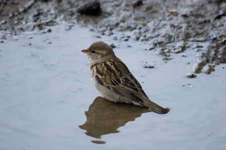 The House Sparrow often bathes in dust, or waterの写真素材