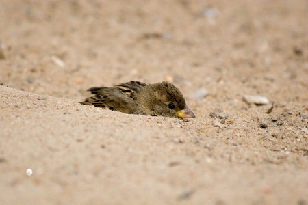 The House Sparrow often bathes in dustの写真素材