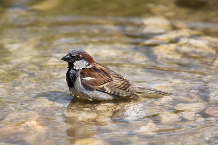 The House Sparrow often bathes in dust, or water
