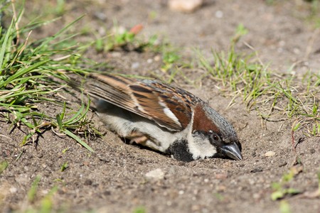 The House Sparrow often bathes in dustの写真素材