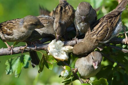 Sparrows willingly accept dieting, and also visit feeding troughs.の写真素材