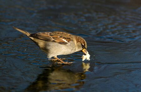 Passer domesticus, House Sparrow in a natural habitat.の写真素材