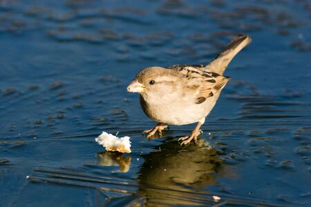 Portrait of an adult female of a house sparrow.の写真素材
