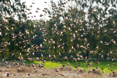 The big flight of sparrows in flight over a field of cereals.の写真素材