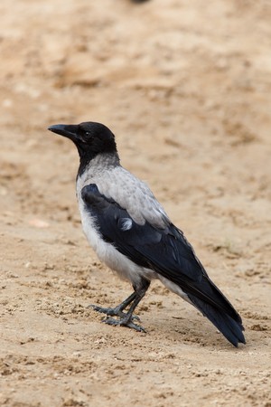 A newly fledged chick (fledgeling) in the nature.