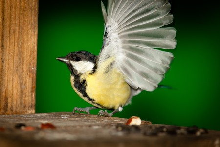 Great Tit, Parus major in front of green background. Russia, Moscow, Timirjazevsky park.の写真素材