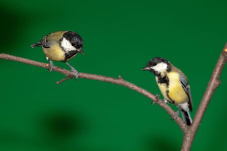 Great Tit, Parus major in front of green background. Russia, Moscow, Timirjazevsky park.の写真素材