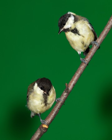Great Tit, Parus major in front of green background. Russia, Moscow, Timirjazevsky park.の写真素材